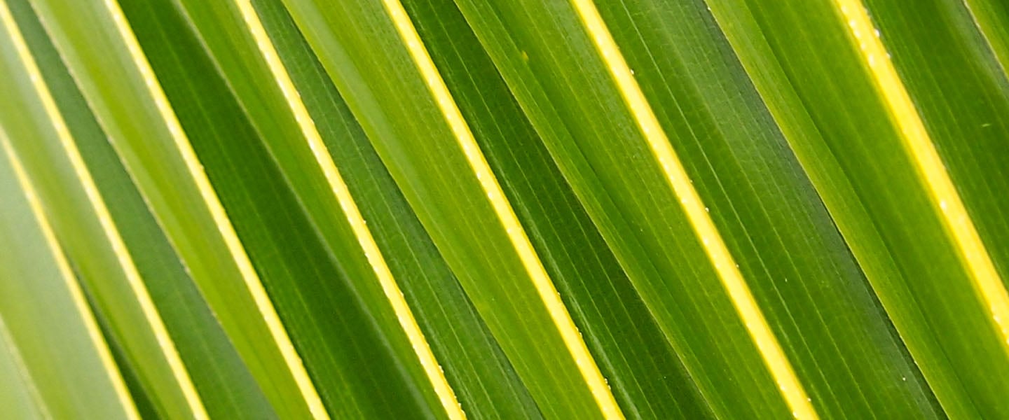 insight featured image